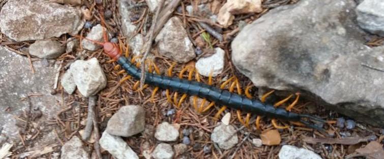 Giant Red-Headed Centipede-20170802-707.jpg