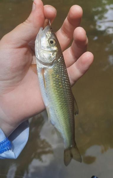 Livie Fallfish - Passage Crk VA - 03Jul21.jpg