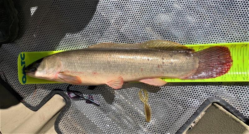 John TX Bowfin.jpg