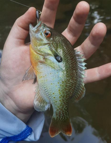 Livie redbreast Sunfish - Passage Crk VA - 03Jul21.jpg