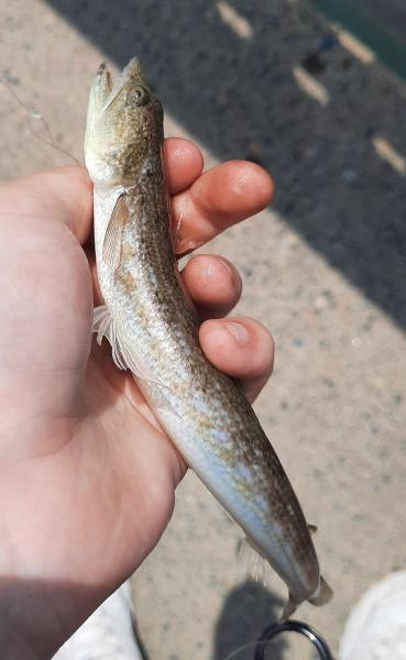 Livie Inshore lizardfish (#80) - Kiptopeke STP - 31Jul21.jpg