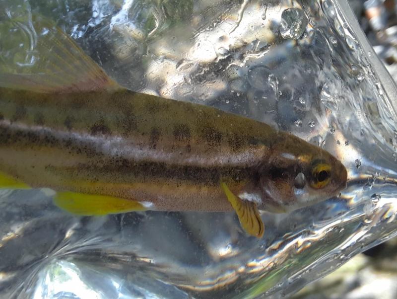 Livie (CP) Mountain Redbelly Dace - Moormans Rvr - 08Aug21.jpg