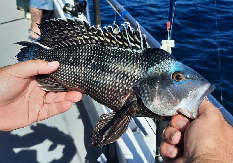 Black Sea Bass male - On Angler - 27Jun21.jpg