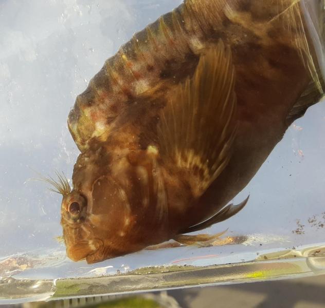 Livie Crested Blenny (#90) - 4th st pier - 18Aug21.jpg