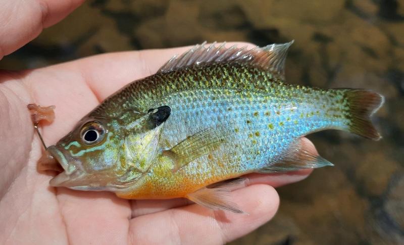 Redbreast Sunfish - Passage Crk VA - 03Jul21.jpg