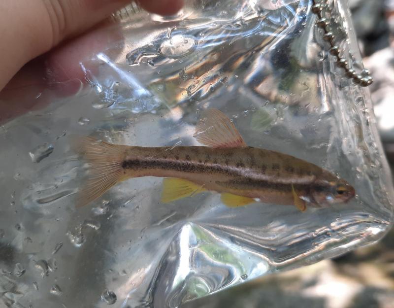 Livie (#84) Mountain Redbelly Dace - Moormans Rvr - 08Aug21.jpg