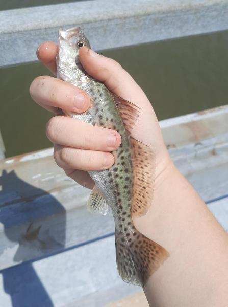 Livie Spotted Seatrout (#87) - Slaughter Creek - 14Aug21.jpg