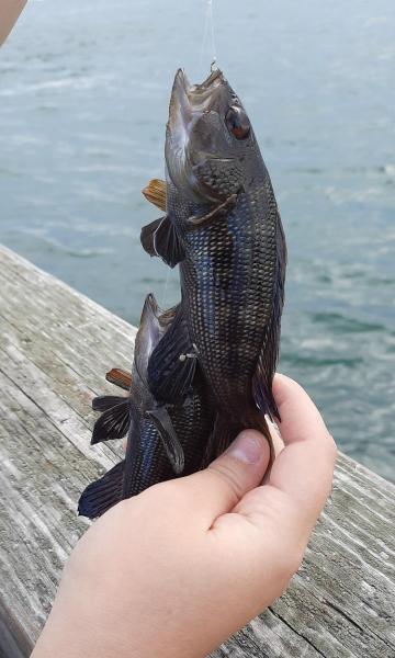 Livie Double C-Bass - 4th st pier - 18Aug21.jpg