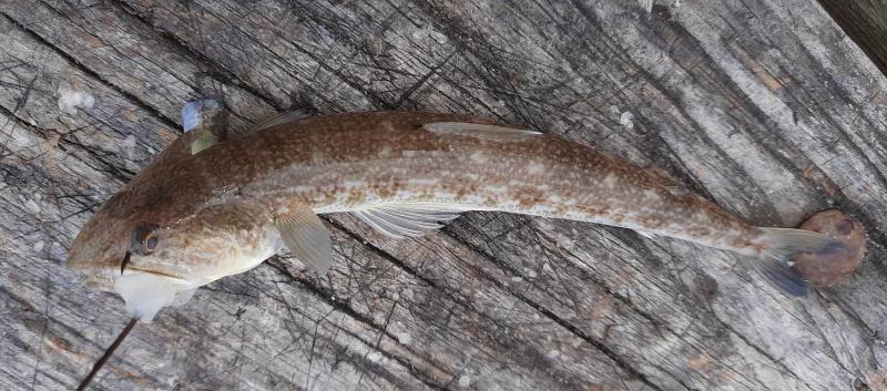 Inshore lizardfish (#102) - Kiptopeke STP - 31Jul21.jpg