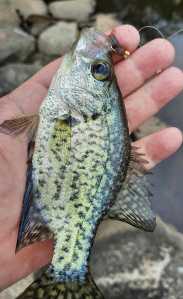 Black Crappie - Silver Lake_St Jones Rvr - 14Sep21.jpg