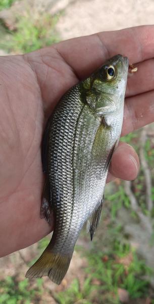 White Perch - Silver Lake_St Jones Rvr - 14Sep21.jpg