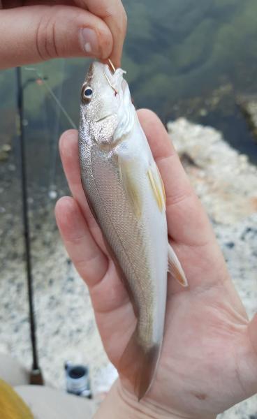 Southern Kingfish - Hooper's Island - 09Oct21.jpg