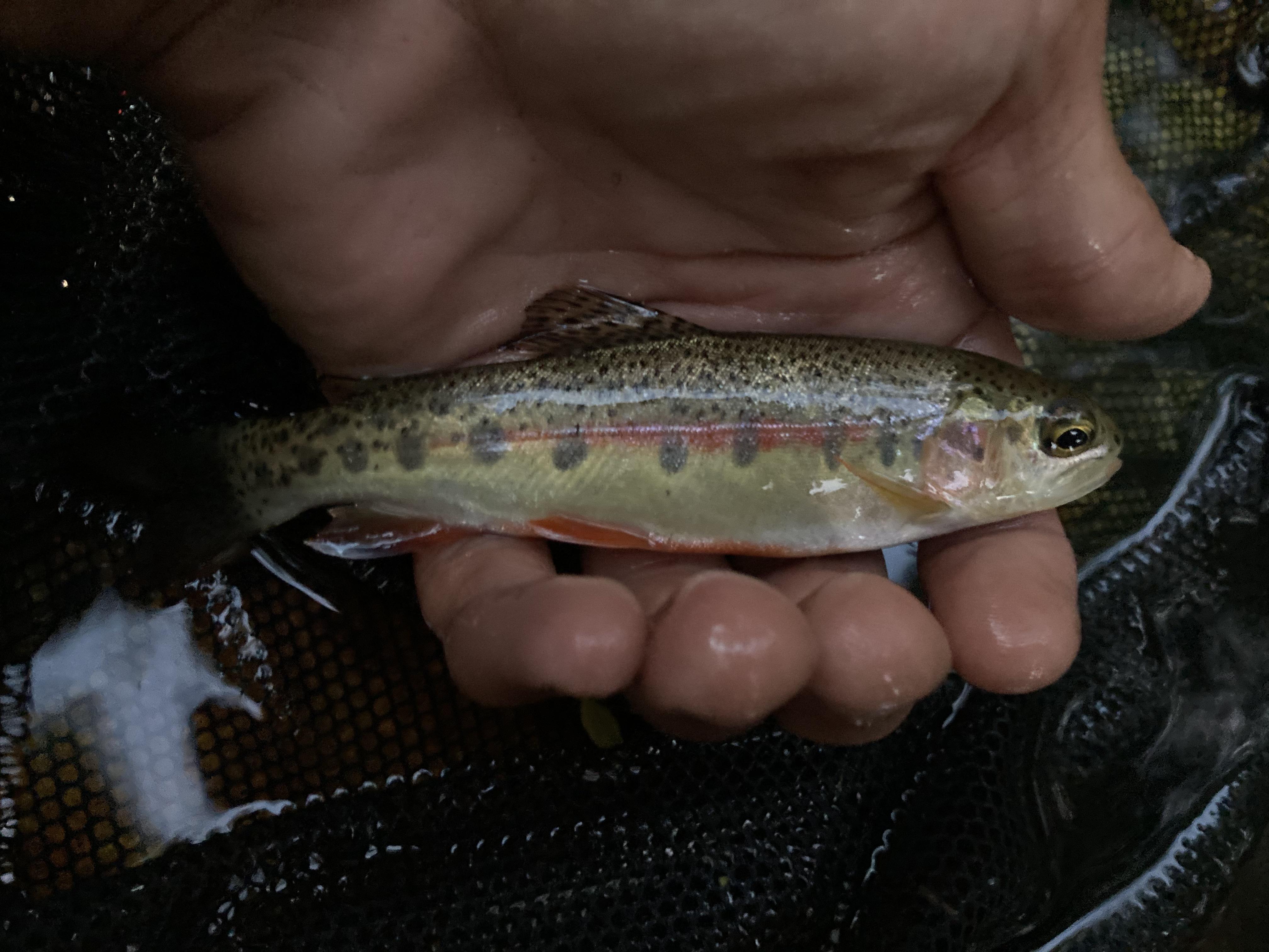 Day trips pay off on my Blue Ribbon Trout Slam attempts - General Angling  Discussion - OzarkAnglers.Com Forum
