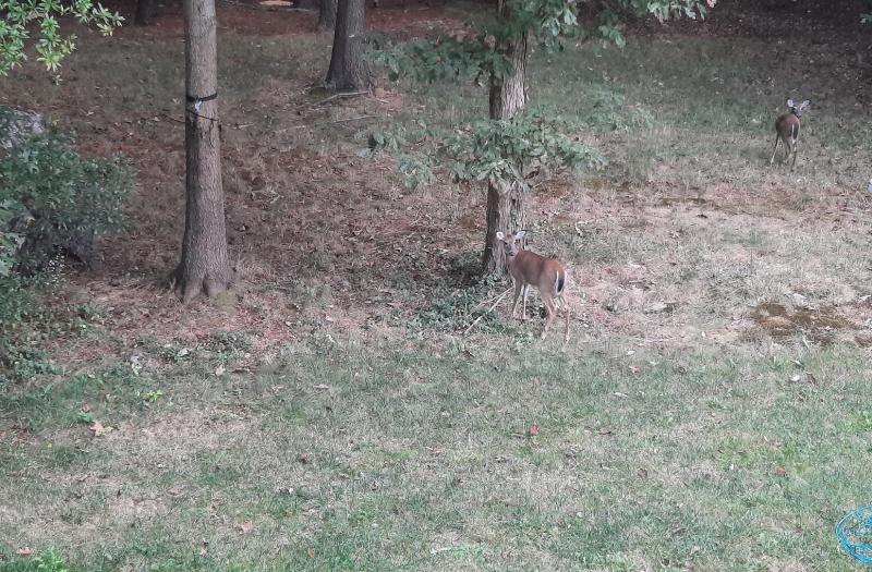 Doe and Buck Fawn fall 2021.jpg