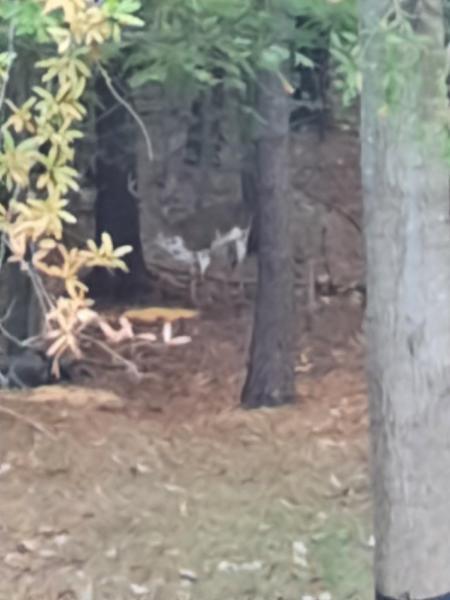 Piebald Buck looking back 30Oct21.jpg