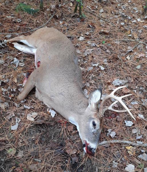 Dad's Buck - 07Nov21.jpg