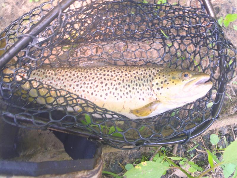 Current 19 inch Brown w net 9Jul11.JPG