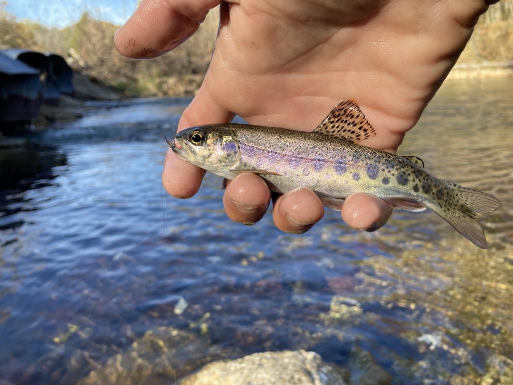 These guys had a lot of fun - Blue Springs Trout Fishing