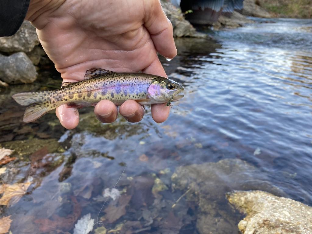 Blue Springs Creek fly fishing personal best - Trout Talk -  OzarkAnglers.Com Forum