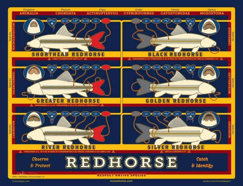 redhorseposter-web1-1024x783.jpg