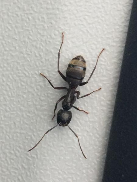 Ant.Large.JPG