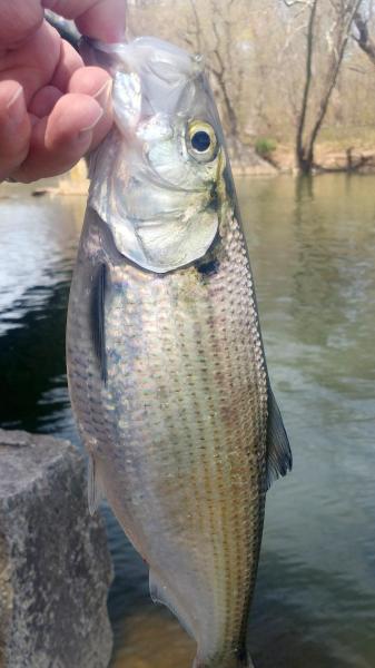 Hickory Shad female - Deer Creek 21Apr18.jpg