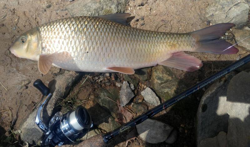 Shorthead Redhorse Sucker - Deer Creek 21Apr18.jpg