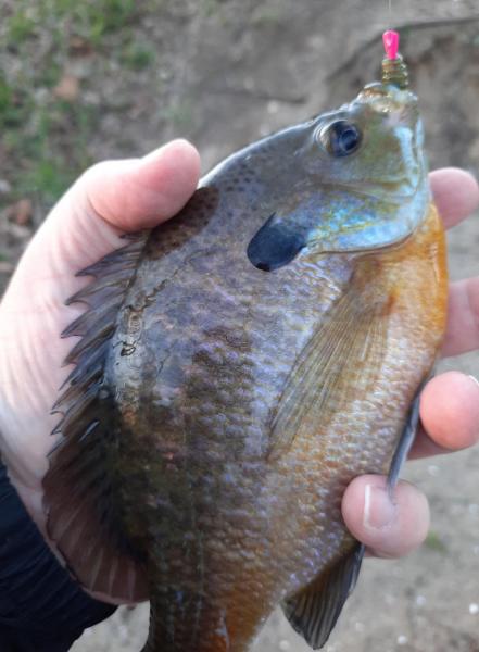 Bluegill - Tuckahoe Crk - 22Mar22.jpg