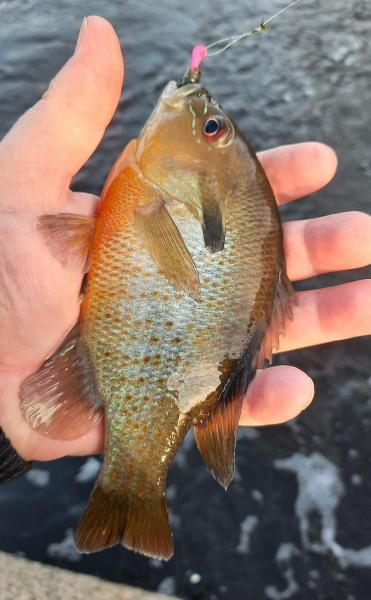 Redbreast Sunfish - Tuckahoe Crk - 22Mar22.jpg