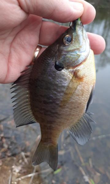 Bluegill - Tuckahoe Pond - 07Mar22.jpg