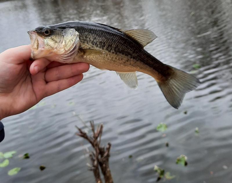 Livie - LMB - Tuckahoe Pond - 07Mar22.jpg