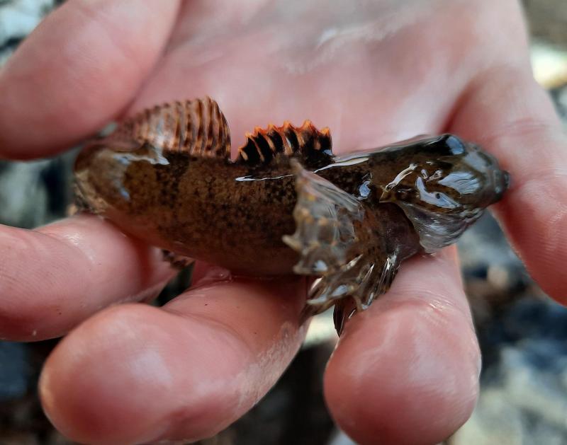 Blue Ridge Sculpin  - Catoctin Crk - 05Mar22.jpg