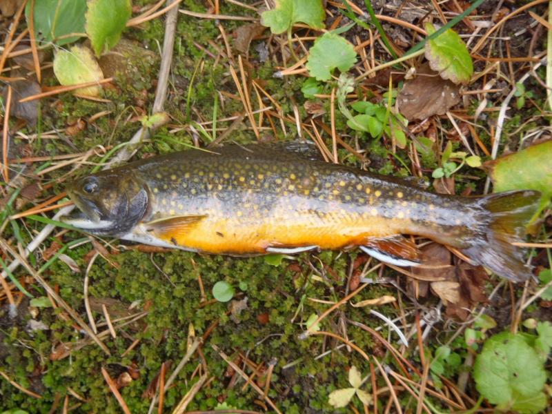 Dad's Brook trout on bank - Wyoming.JPG