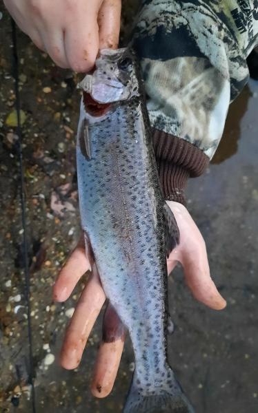 Rainbow Trout - Tuckahoe Crk - 22Mar22.jpg