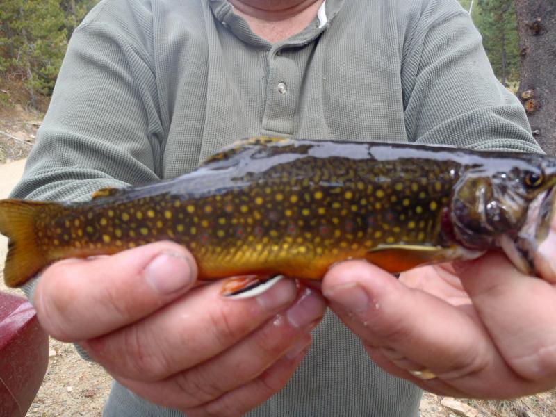 Dad's brook trout trophy shot - Wyoming.JPG