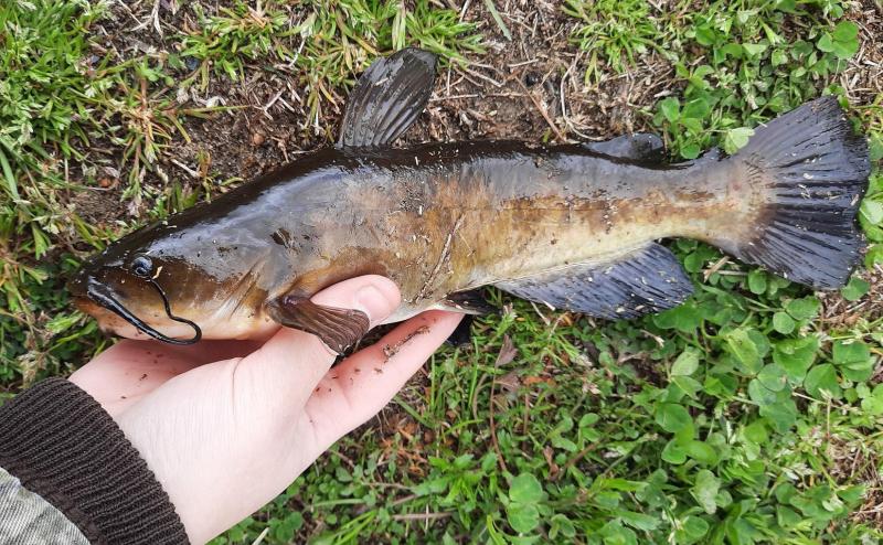 Brown Bullhead - Little Blackwater Rvr - 26Mar22.jpg