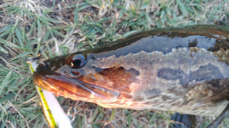 Snakehead (2) - Little Blackwater River 21Jun17.jpg