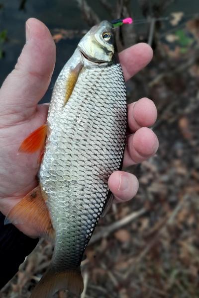 Golden Shiner - Tuckahoe Pond - 07Mar22.jpg