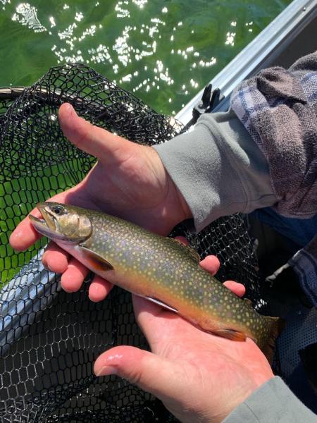 John 1st Brook trout - White River 12Oct19.jpg