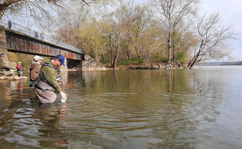 Deer Creek Shad - 16Apr22.jpg