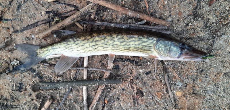 Chain Pickerel - Tuckahoe Lk - 13Apr22.jpg