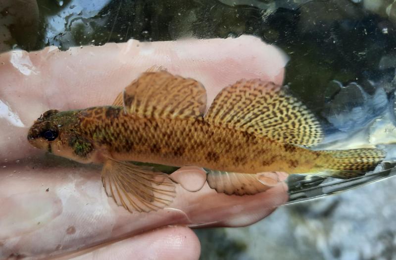 Livie Tessellated Darter Male - Buck Branch - 23Apr22.jpg