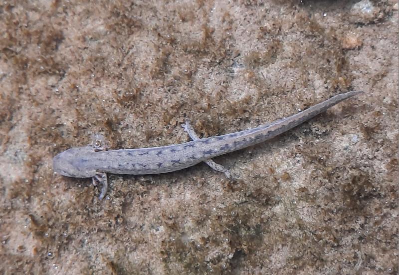 Livie dusky Salamander in water - Buck Branch - 23Apr22.jpg