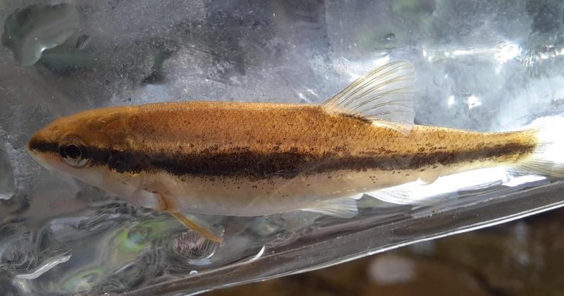 Livie Eastern blacknose dace - Buck Branch - 23Apr22.jpg