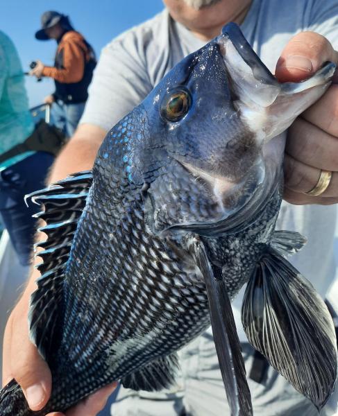 Black Sea bass male CP - 22May22 - Angler Trip.jpg