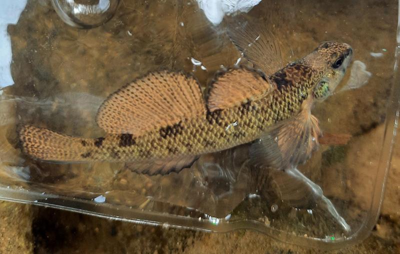 Tessellated Darter Male - Buck Branch - 23Apr22.jpg