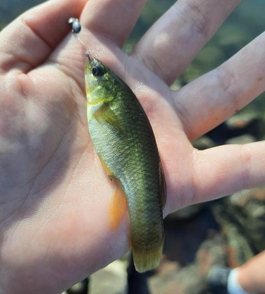 Mummichog - Sinepuxent Bay - 21May22.jpg