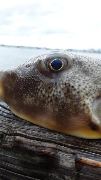 Puffer Oceanic pIer - 05Oct19.jpg