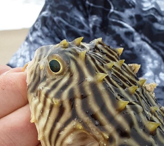 Striped burrfish (closeup again) - 3R's Beach - 08Jun19.jpg