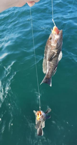 Livie Double Black Sea bass - 22May22 - Angler Trip.jpg